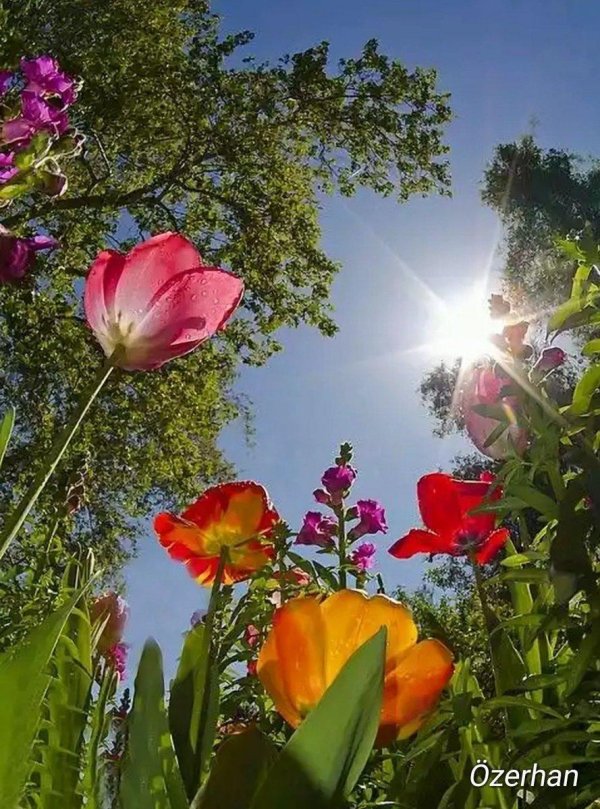 природа цветы