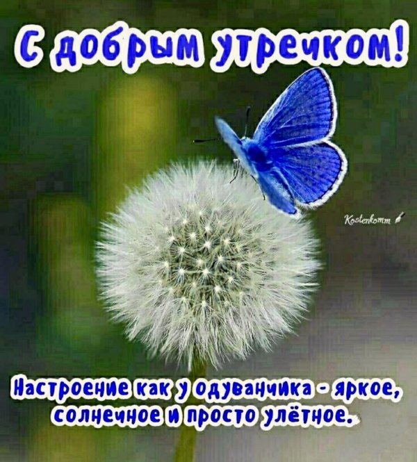 бабочка на одуванчике