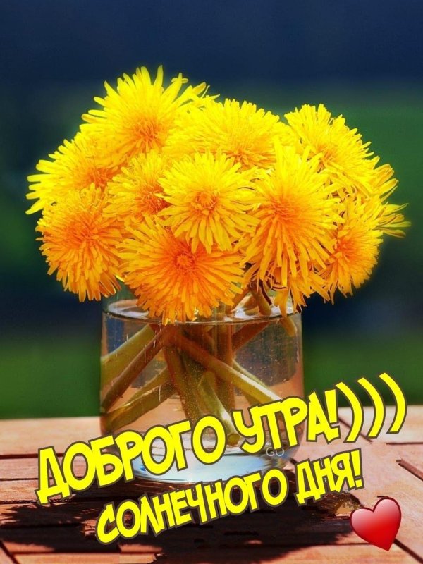 одуванчик желтый