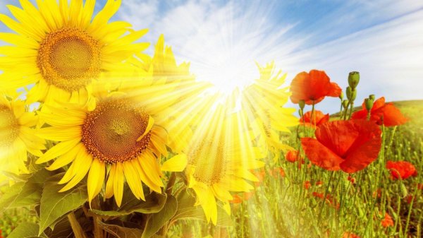 солнечные цветы