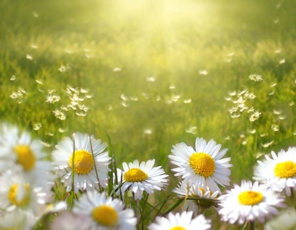 поле ромашек