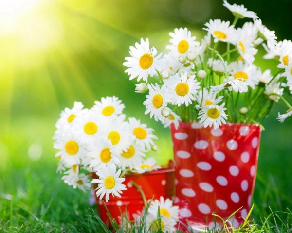 открытка с ромашками