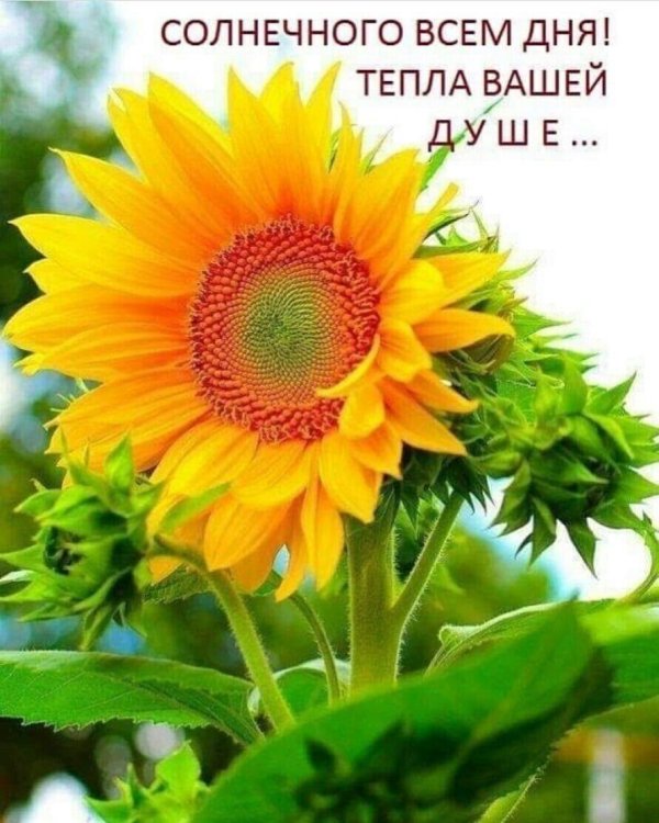 светолюбивые растения подсолнух