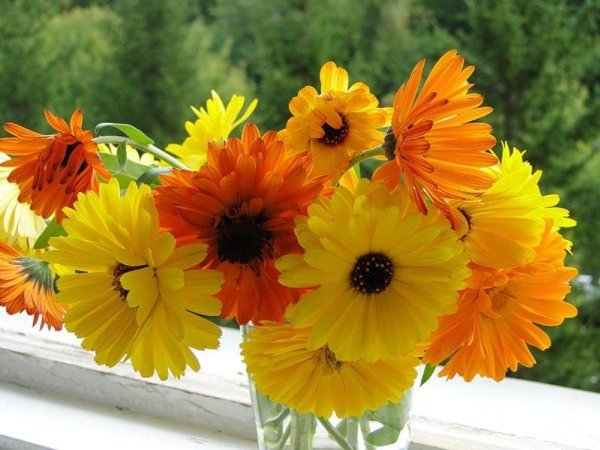 цветки календулы