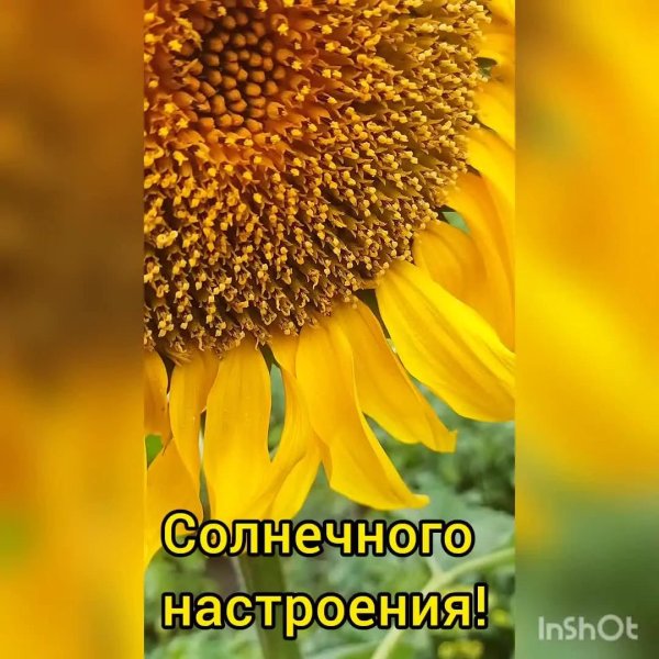 желтый подсолнух