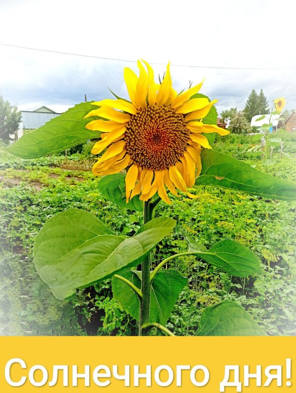 день подсолнуха 12 августа