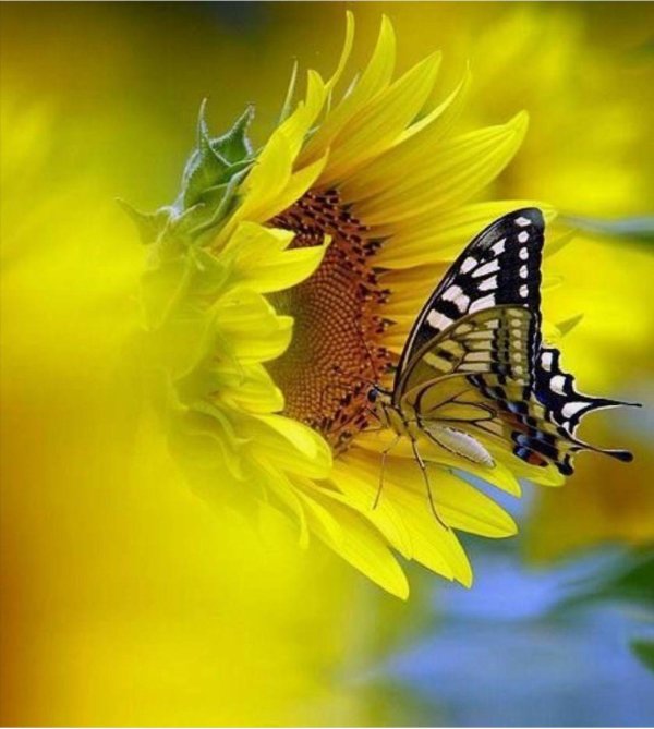 бабочка на подсолнухе