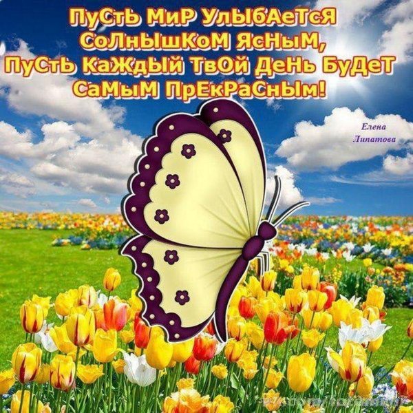 поле тюльпанов