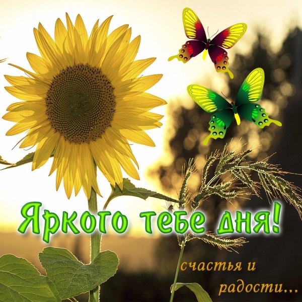 красивые подсолнухи