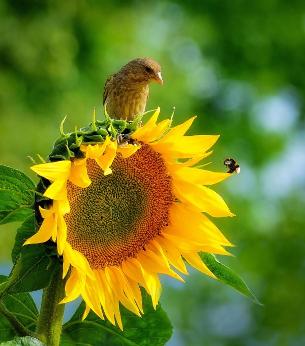 красивые подсолнухи