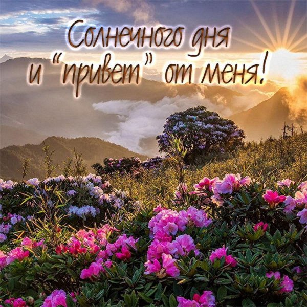 цветочный пейзаж