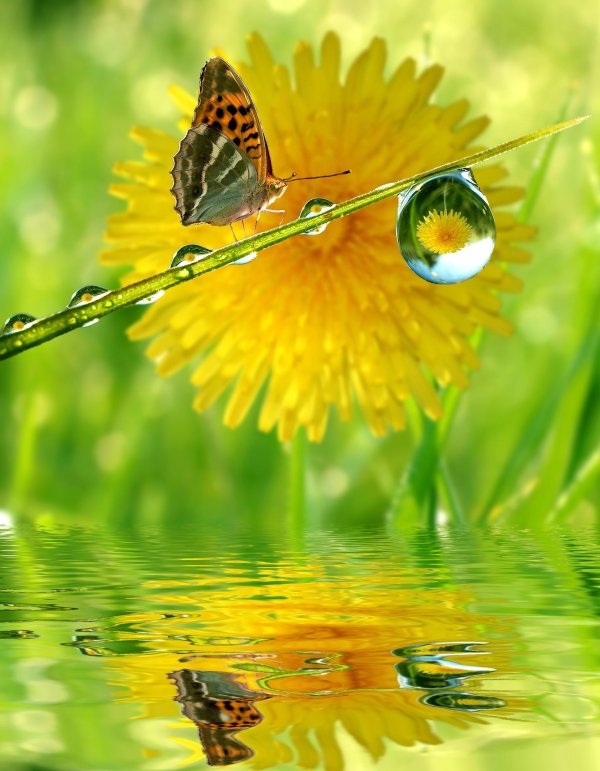 лето бабочек