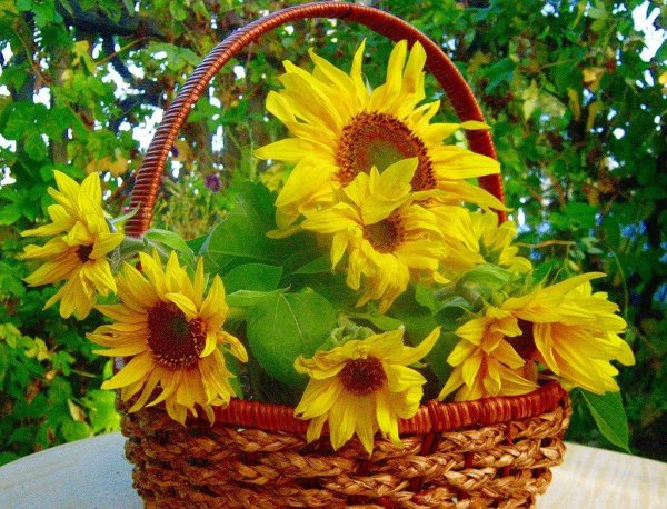 букет подсолнухов