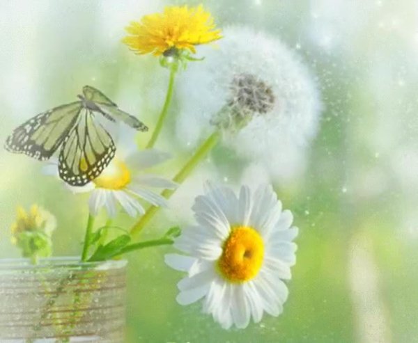 летние цветы