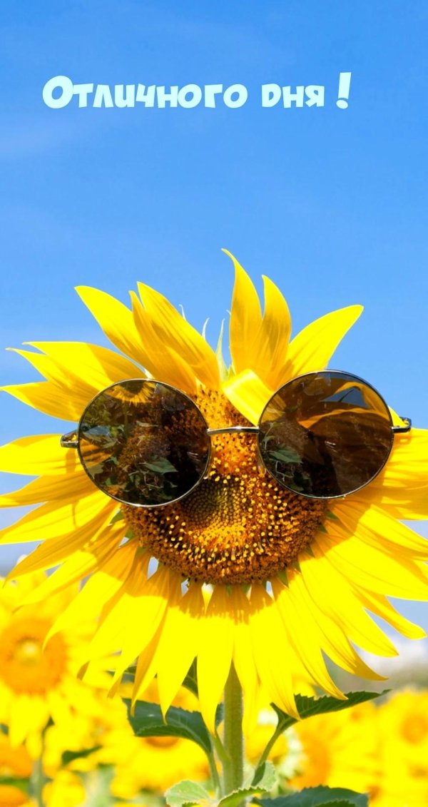 веселые подсолнухи