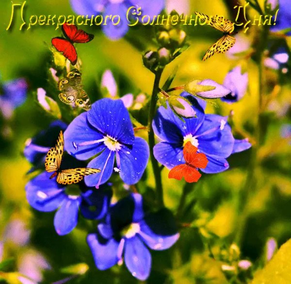 незабудка луговая