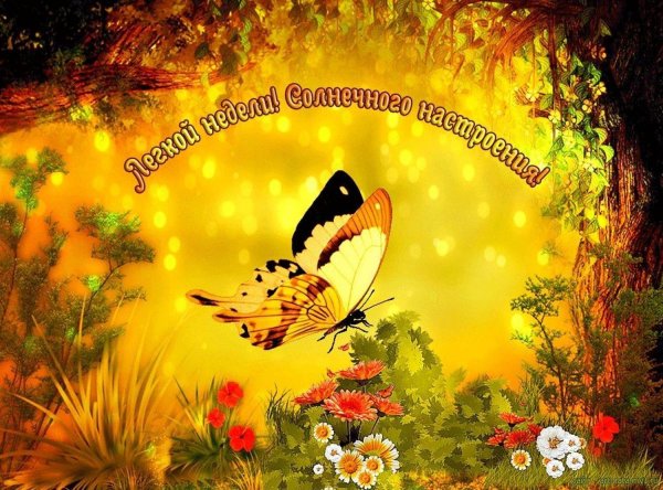 открытка солнечного настроения на весь день