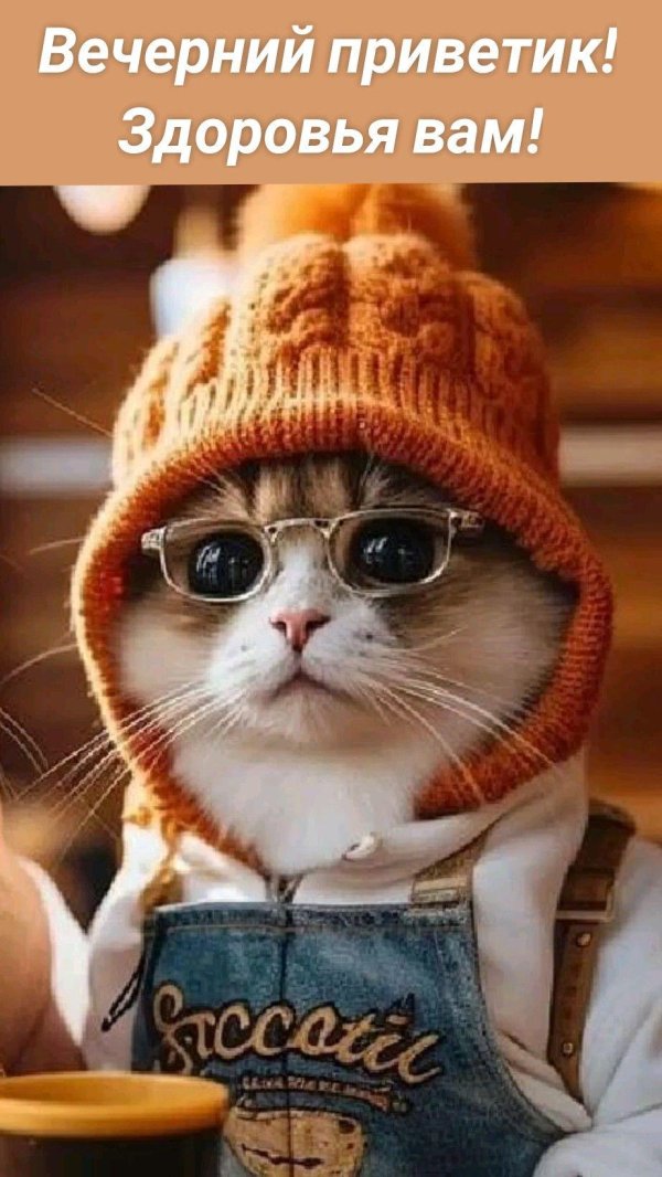 позитивные котики