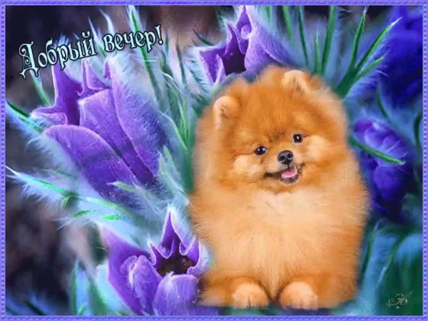 шпиц померанский