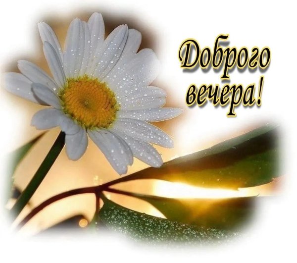 добрый вечер ромашки
