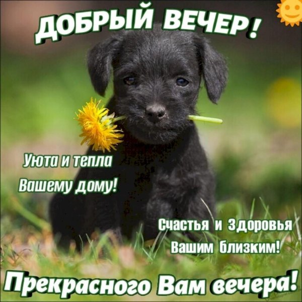 лабрадор черный щенок