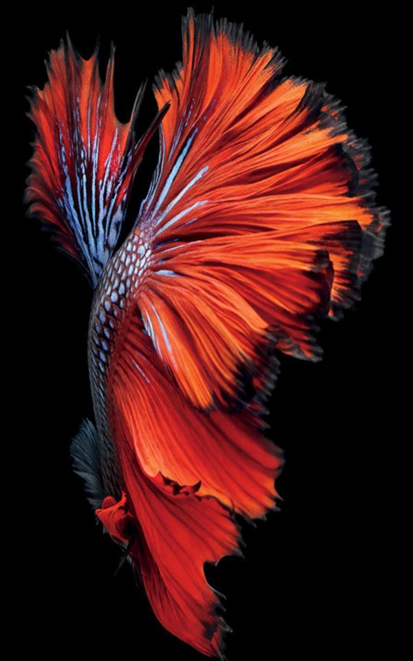 betta fish