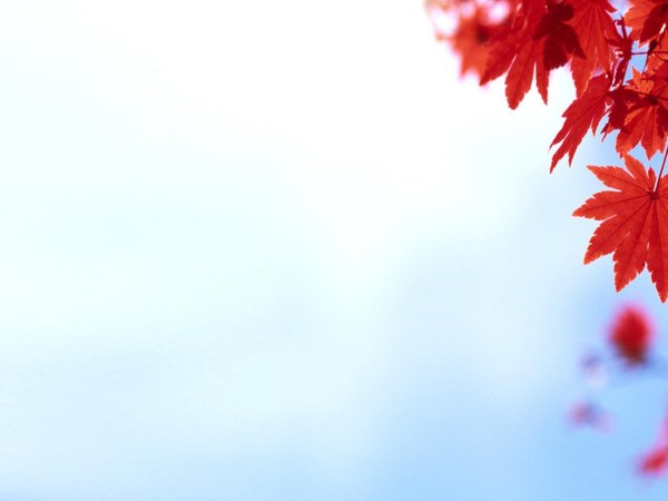 красные кленовые листья