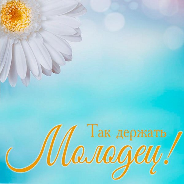 фон ромашек