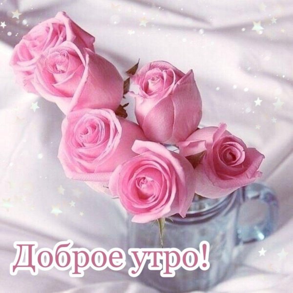 розовые розы утро