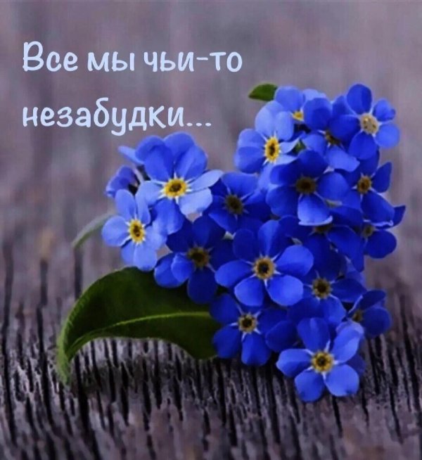 незабудка форгетминот