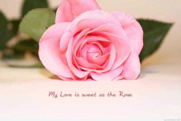 роза розовая