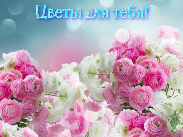 ранункулюс розовый