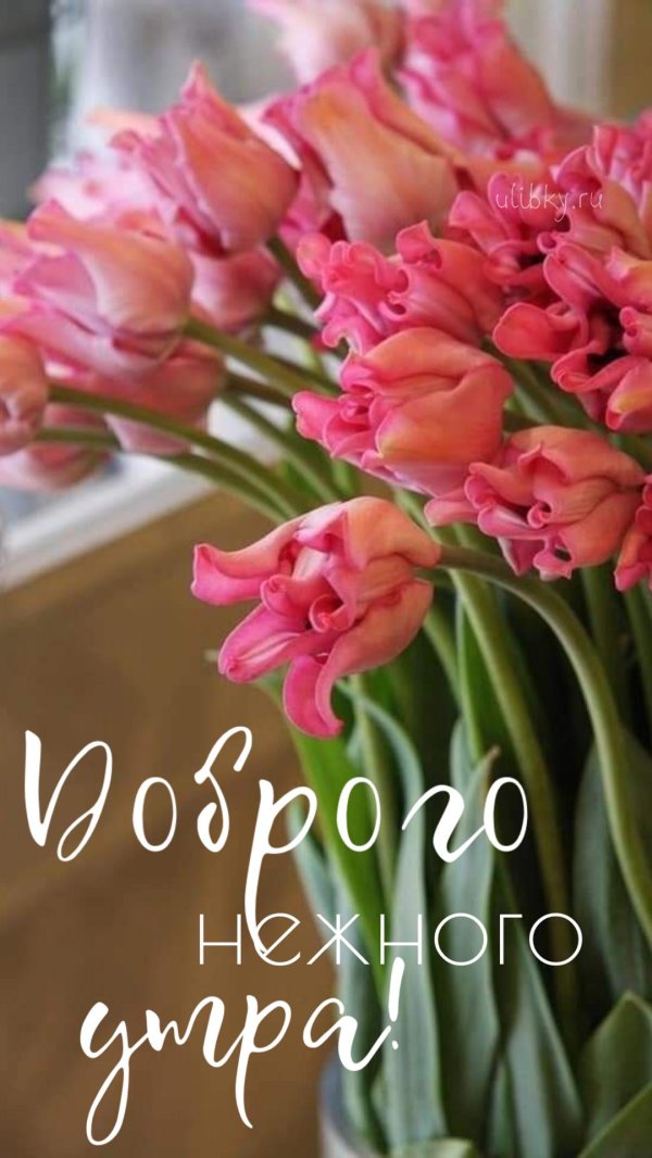 тюльпаны пинтерест