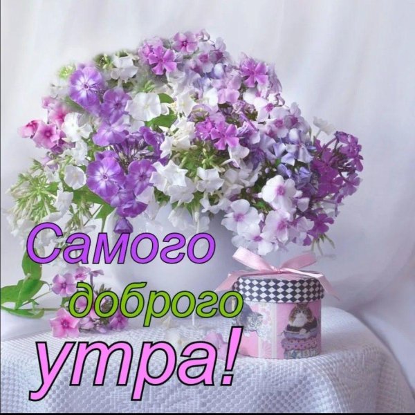 доброго утречка флоксы