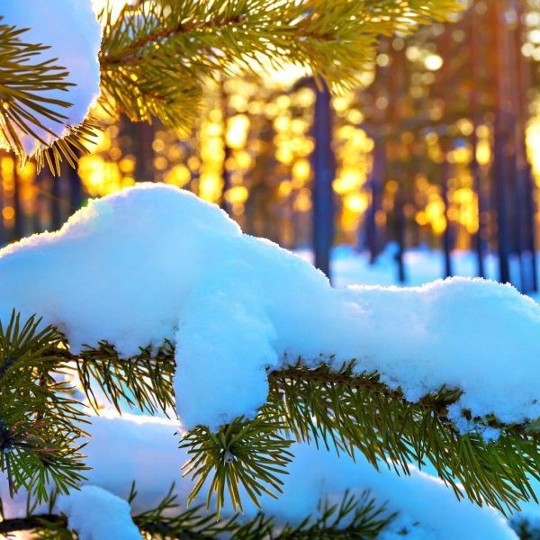 доброго утра зимнего