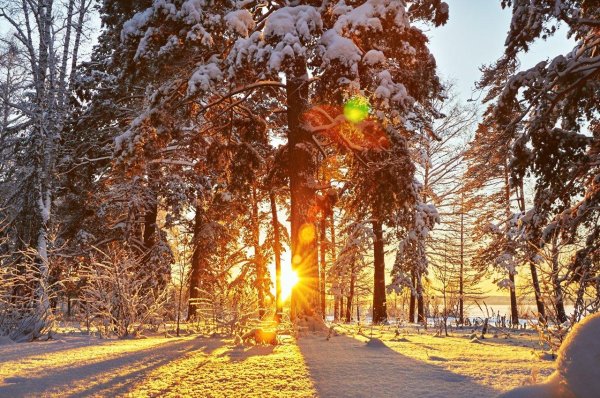 зимний солнечный лес