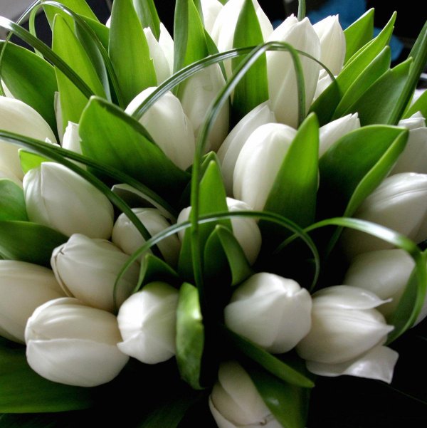 брайдл тюльпан