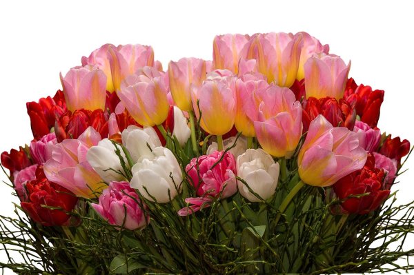 тюльпановые розы