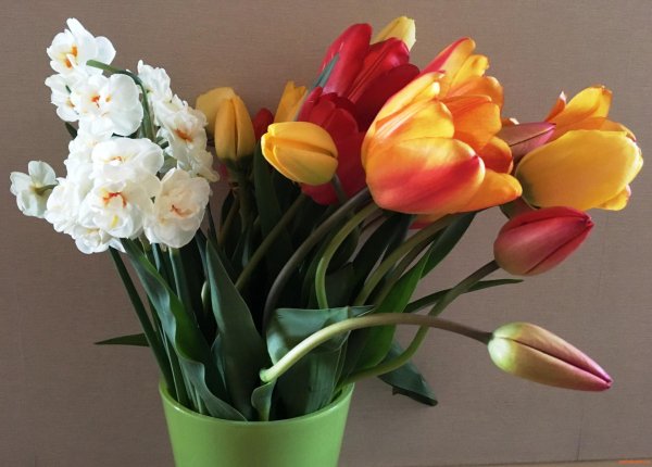 мимоза фрезии тюльпаны