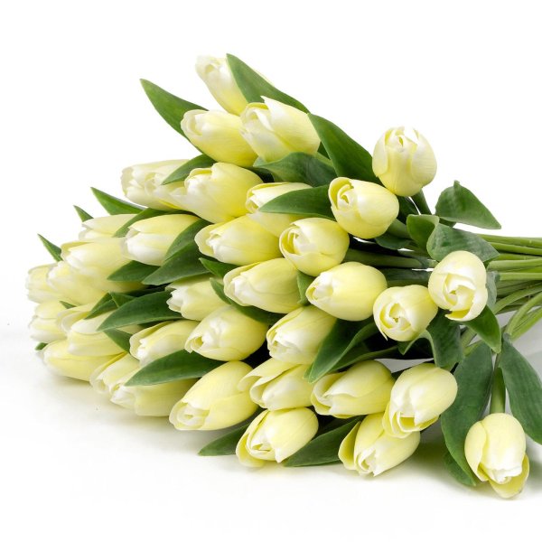 белые тюльпаны