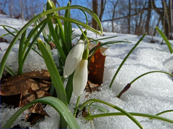 цветок подснежник