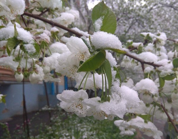 весенний зимний