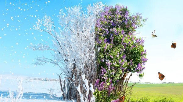 цветет сирень