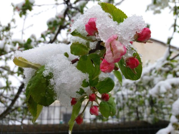 снег весной