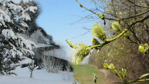 дерево верба