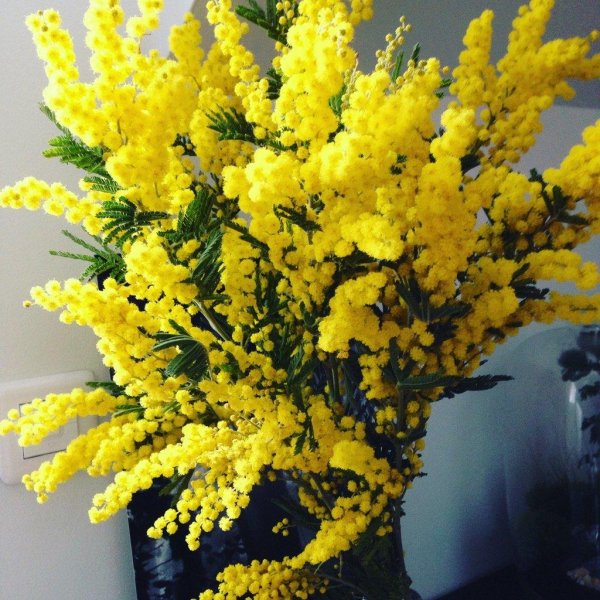 красивый букет мимозы