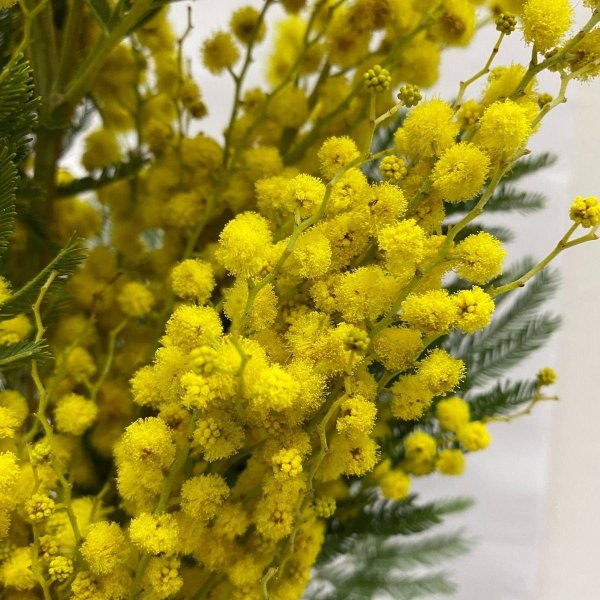 испанская мимоза