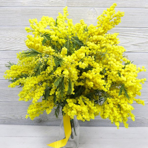 цветущая мимоза