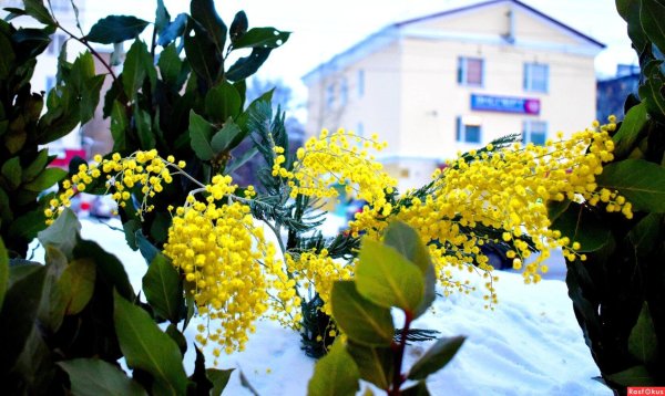 шикарный букет мимозы