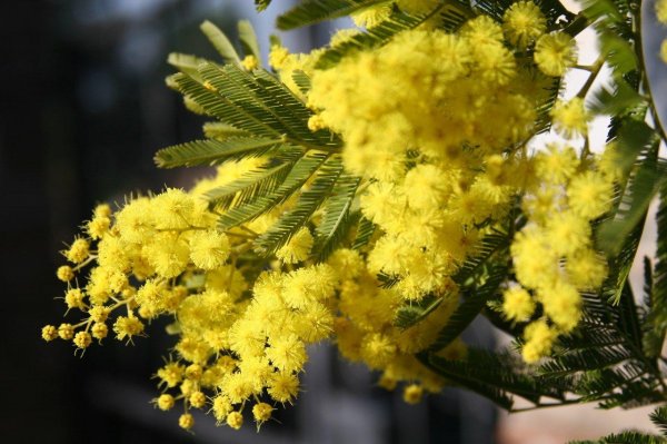 мимоза желтая